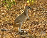 Kangaroo 9L19D-05